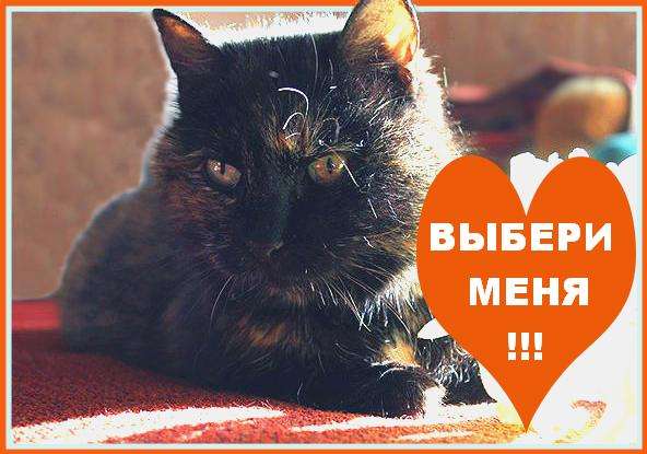 Трёхцветная кошечка Челси мечтает о доме! Трёхцветная кошечка Челси мечтает о доме!