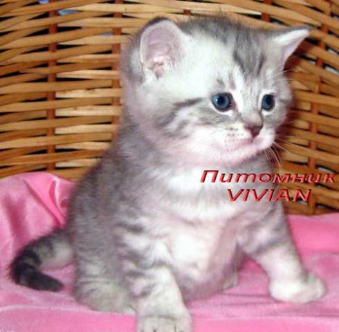 Британские котята вискас из питомнка VIVIAN. Британские котята вискас из питомнка VIVIAN.