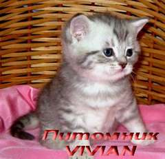 Британские котята вискас из питомника VIVIAN. Британские котята вискас из питомника VIVIAN.