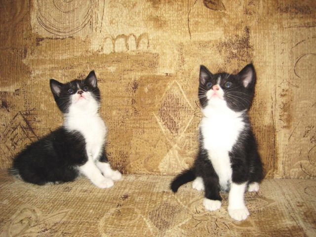 Чёрно-белые котята ищут себе хозяев Чёрно-белые котята ищут себе хозяев