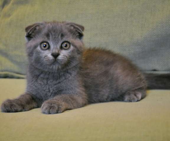 Вислоухая голубая кошечка 2 мес. Вислоухая голубая кошечка 2 мес.