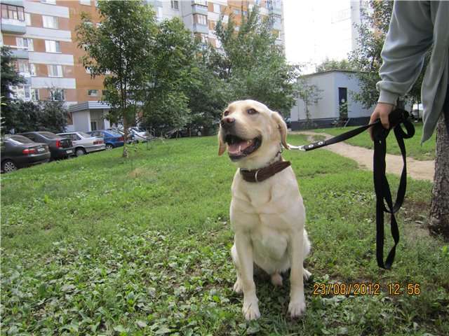 В дар палевый лабрадор 2 года 