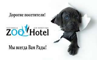 передержка собак, кошек и других домашних животных в пределах города передержка собак, кошек и других домашних животных в пределах города