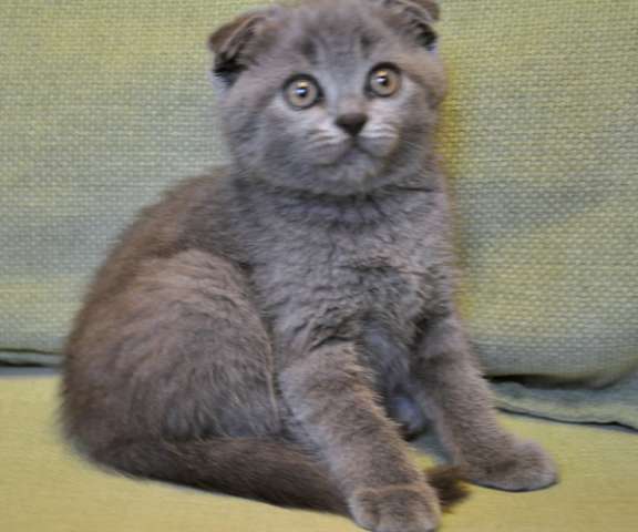 Вислоухая голубая кошечка 2 мес. Вислоухая голубая кошечка 2 мес.