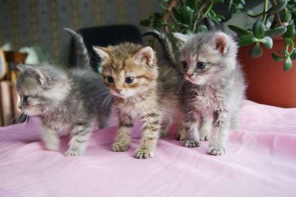 Мохнатые колобочки счастья! Котятки 1 месяц Мохнатые колобочки счастья! Котятки 1 месяц