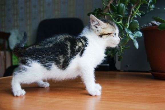 Ласковый бело-мраморный котенок 2 мес в дар Ласковый бело-мраморный котенок 2 мес в дар