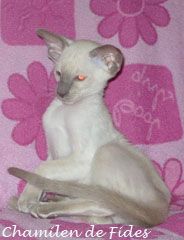 сиамские котята сиамские котята