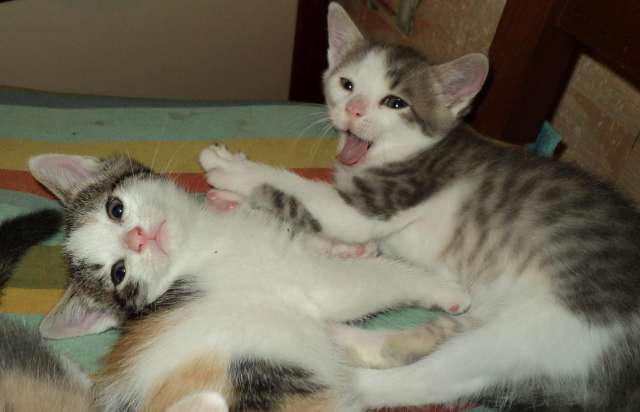 Котята в дар Котята в дар