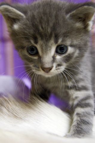 возьмите котика возьмите котика