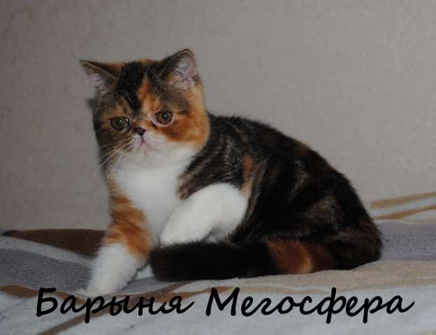 Экзотические корокошерстные котята Экзотические корокошерстные котята