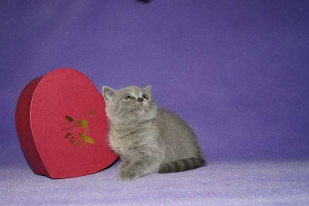 Продаются котята Продаются котята