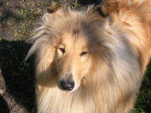 Колли длинношёрстый Колли длинношёрстый
