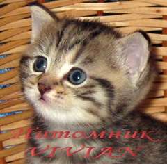 Британские тигровые котята из питомника VIVIAN Британские тигровые котята из питомника VIVIAN