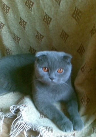 Шотланская вислоухая кошечка Шотланская вислоухая кошечка