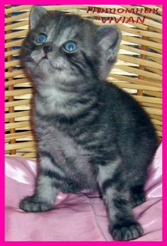 Британские котята черный дым из питомника VIVIAN. Британские котята черный дым из питомника VIVIAN.