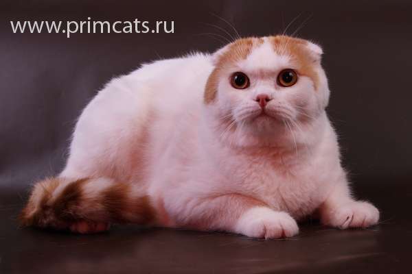 Шикарные вислоухие котята