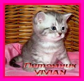 Британские  котята  вискас из питомнка VIVIAN.