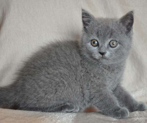 Крупный шотландский короткошерстный голубой котик 2мес. Крупный шотландский короткошерстный голубой котик 2мес.