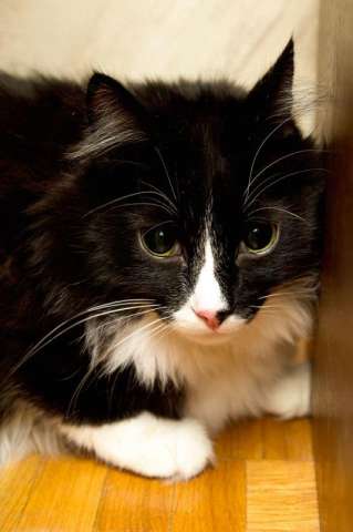 Спасите котика от усыпления!!!!!!! Спасите котика от усыпления!!!!!!!