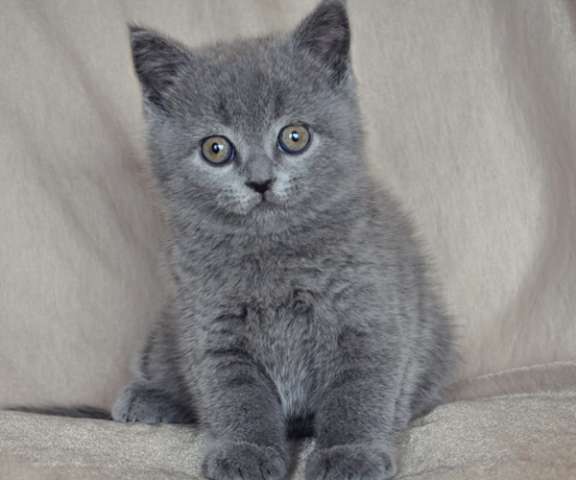 Крупный шотландский короткошерстный голубой котик 2мес. Крупный шотландский короткошерстный голубой котик 2мес.