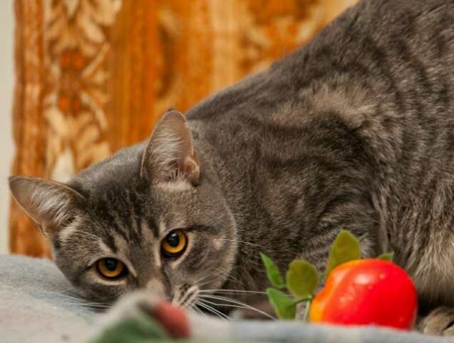 В дар котик-подросток Тигран, 8 мес В дар котик-подросток Тигран, 8 мес