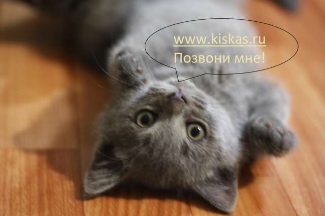 Британские и шотландские вислоухие котята Британские и шотландские вислоухие котята