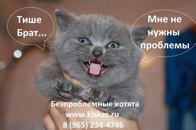 Британские котята, кошки коты продажа Британские котята, кошки коты продажа
