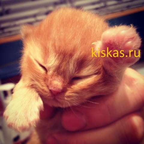 Британские длинношерстные котята Британские длинношерстные котята