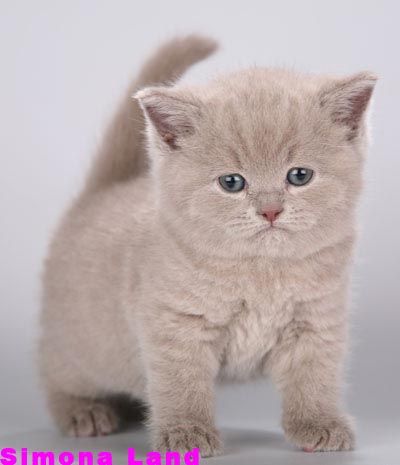 Британские плюшевые котята лиловые и шоколадные котики Британские плюшевые котята лиловые и шоколадные котики