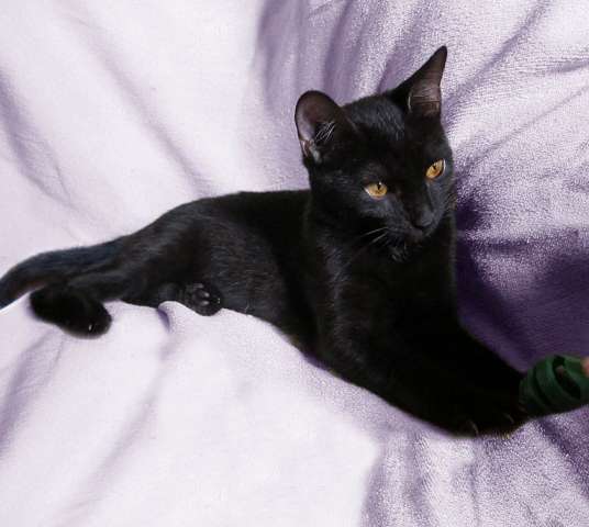 В дар котята, 3,5 мес. В дар котята, 3,5 мес.