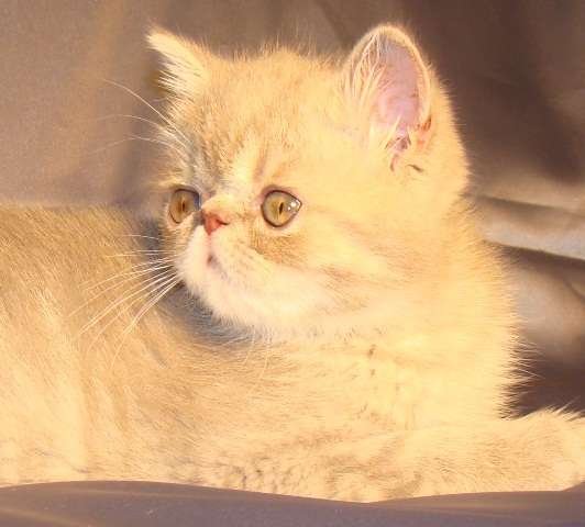 Экзотический лиловый котик Экзотический лиловый котик