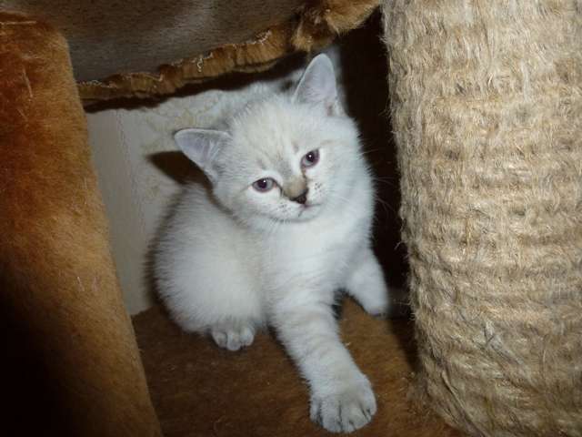 продам шотландских котят продам шотландских котят
