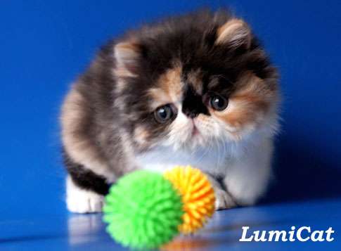 Породистые котята из питомника Lumicat. Породистые котята из питомника Lumicat.