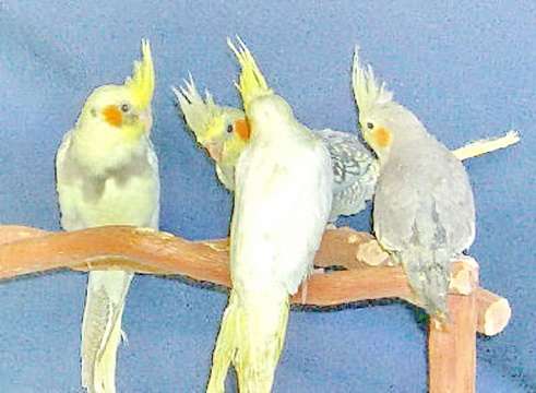 Корелла Купить Корелла Купить
