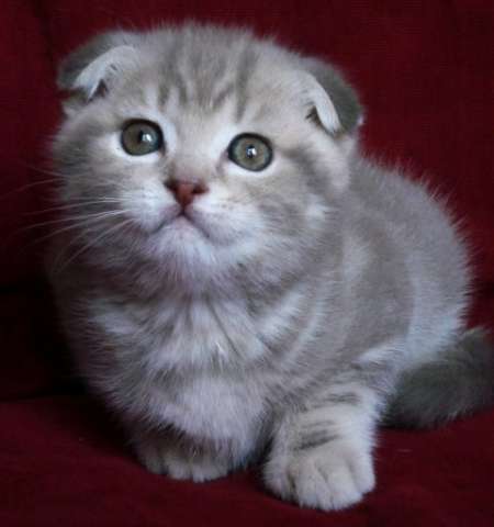 Вислоухий голубой мраморный котик 2 мес. Вислоухий голубой мраморный котик 2 мес.