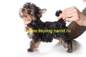 Щенки йоркширского терьера .15000 руб Щенки йоркширского терьера .15000 руб