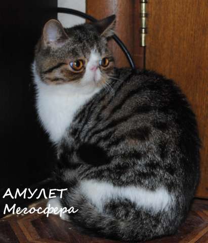 Экзотический котик Амулет Экзотический котик Амулет