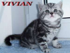 Британские мраморные котята  из питомника VIVIAN.