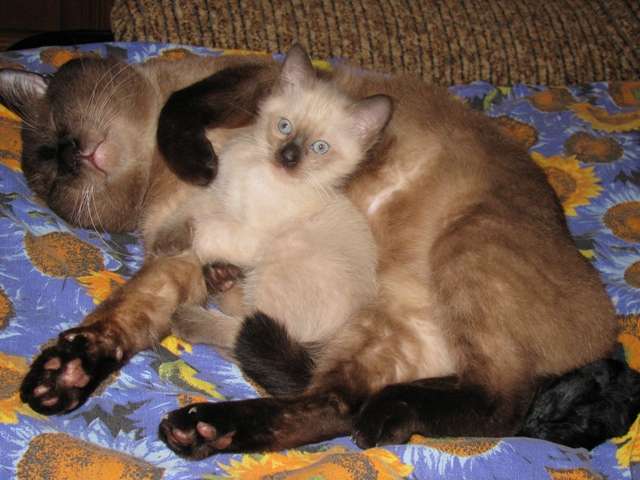 Невский маскарадный и тайский котенок Невский маскарадный и тайский котенок