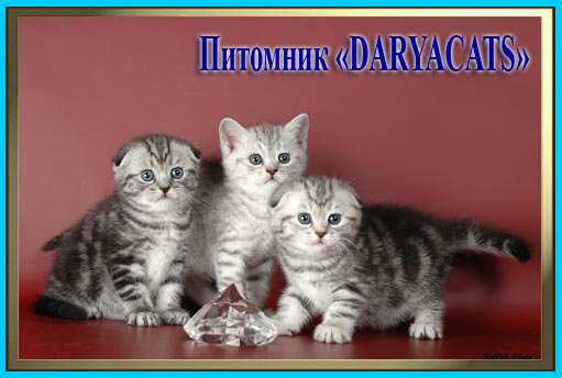 Роскошные шотландские котята мраморята Роскошные шотландские котята мраморята