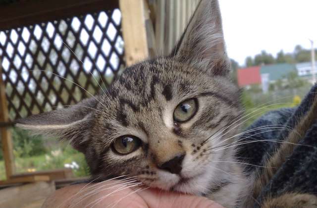 Холодно,грустно и одиноко котику! Холодно,грустно и одиноко котику!