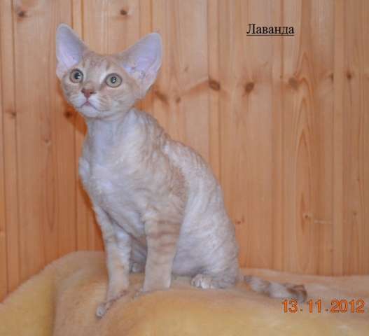 Котята -девонята уникальной породы для Вас!!! Котята -девонята уникальной породы для Вас!!!