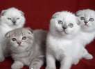 Видео.  У нас родились четыре красивых вислоухих котенка