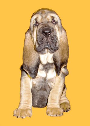 Бладхаунд, bloodhound, щенки, собака Cвятого Губерта Бладхаунд, bloodhound, щенки, собака Cвятого Губерта