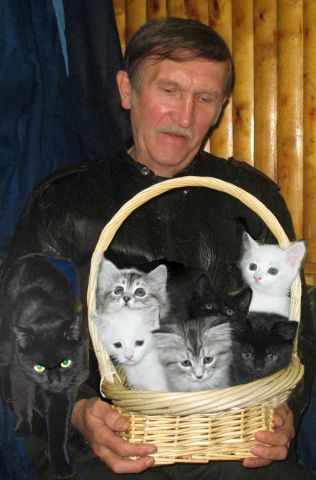 Очаровательные котята Очаровательные котята