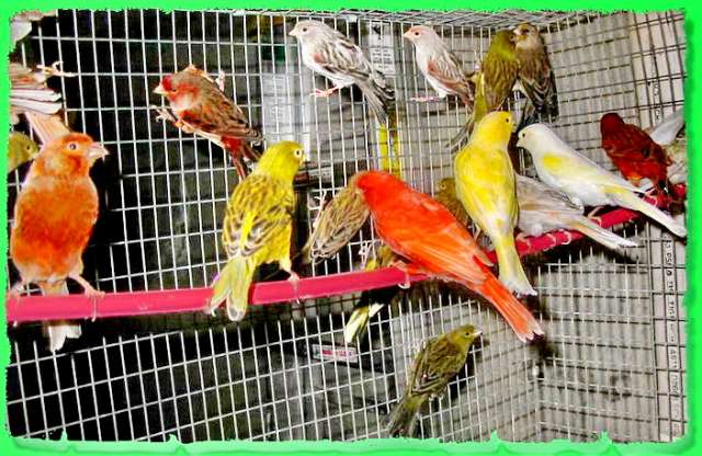 Mosaic canaries - Мозаичные канарейки Mosaic canaries - Мозаичные канарейки