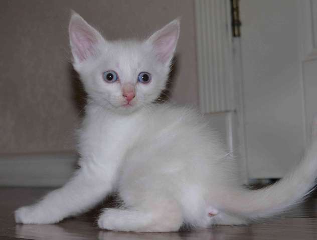 Котята на выбор Котята на выбор