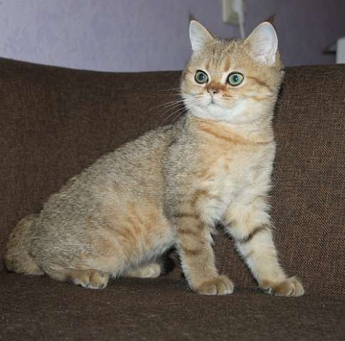 Британские котята золотые шиншиллы Британские котята золотые шиншиллы
