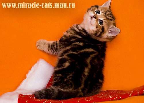Великолепные котята достойных родителей ждут Вас! Великолепные котята достойных родителей ждут Вас!