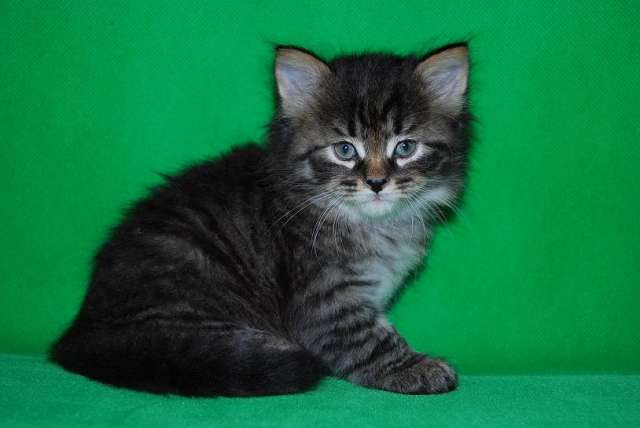 Сибирские котята Сибирские котята